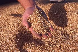 Want to be a champion like Wimbledon winner, Novak Djokovic?  See how gluten could effect you too!