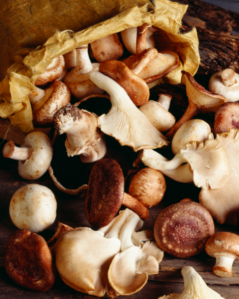 The importance of this immune system booster!